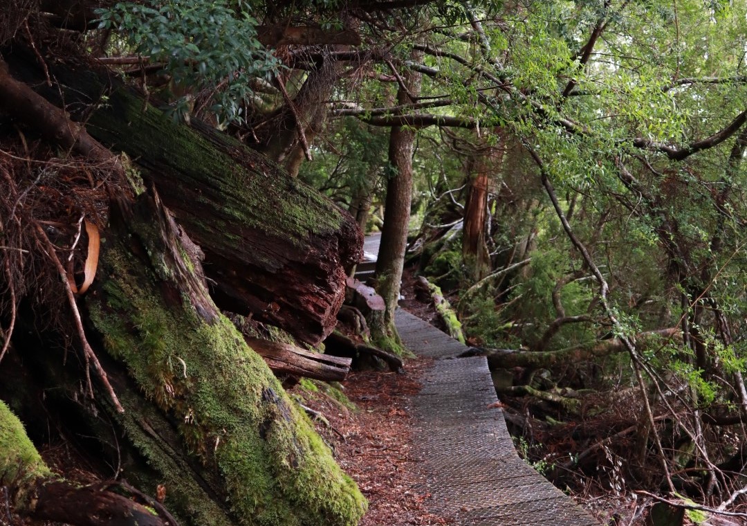 A winding Path taken at Cradle Mountain